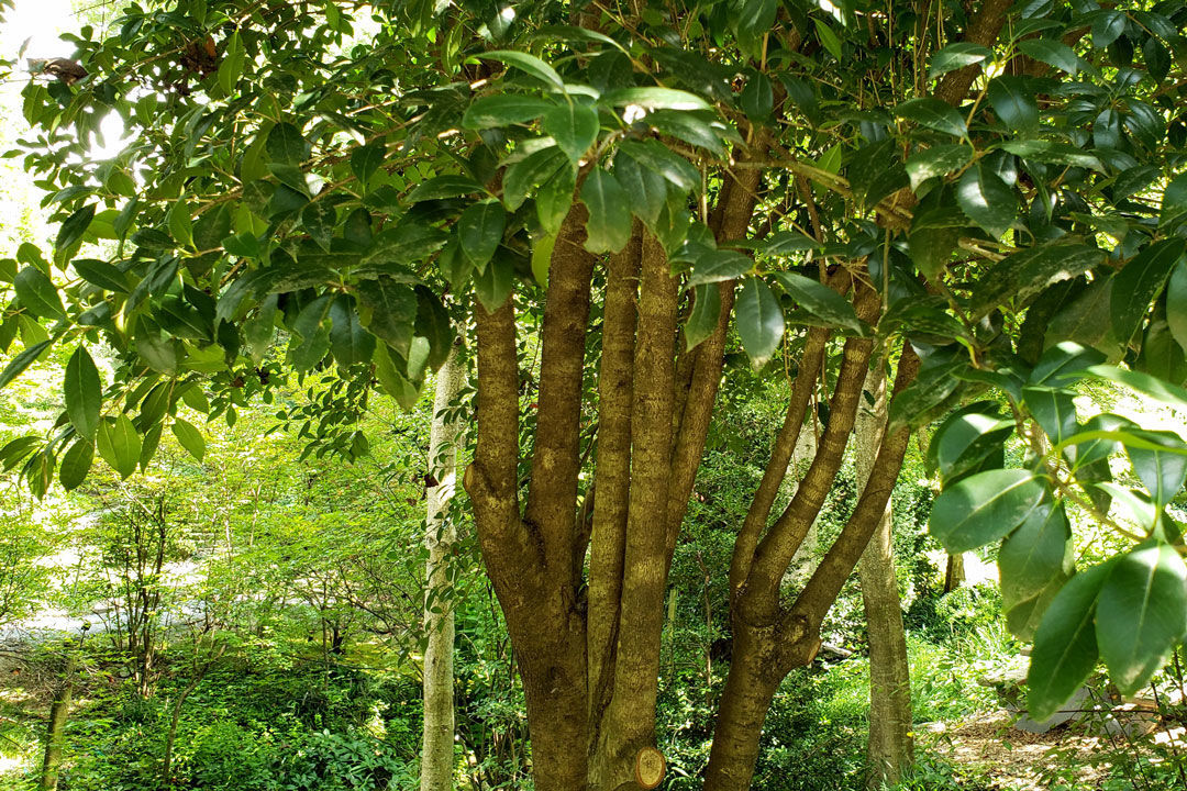 Fortune’s tea olive can reach up to 20 feet in height