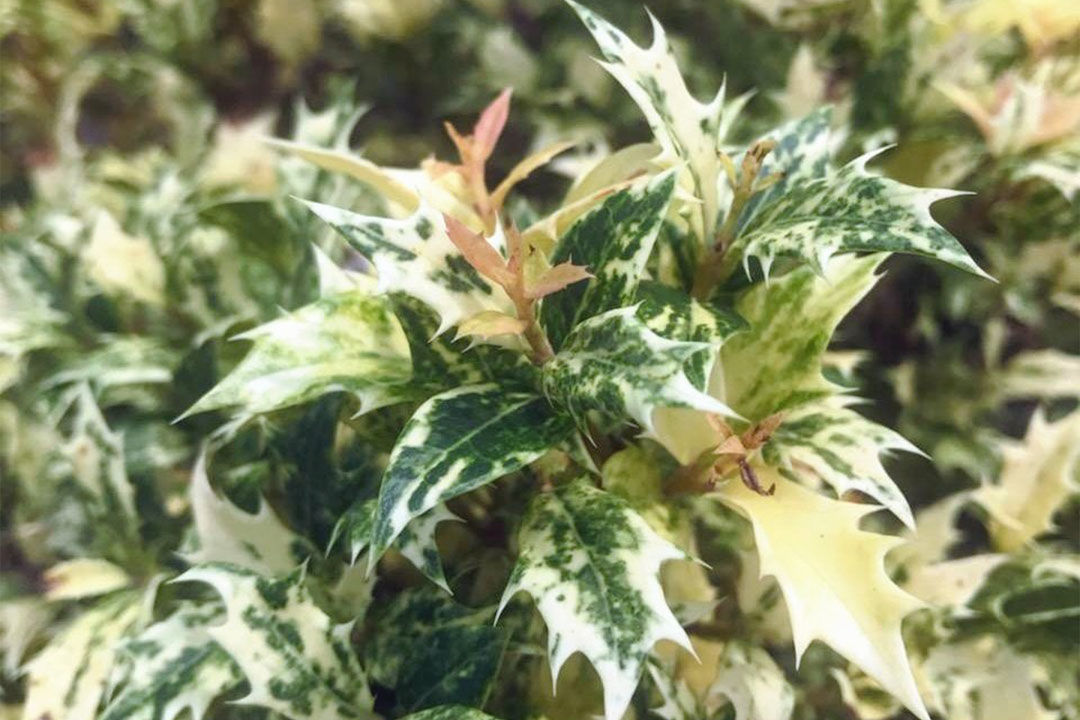 The leaves of this ‘Goshiki’ false holly combine colors of cream, pink, and green