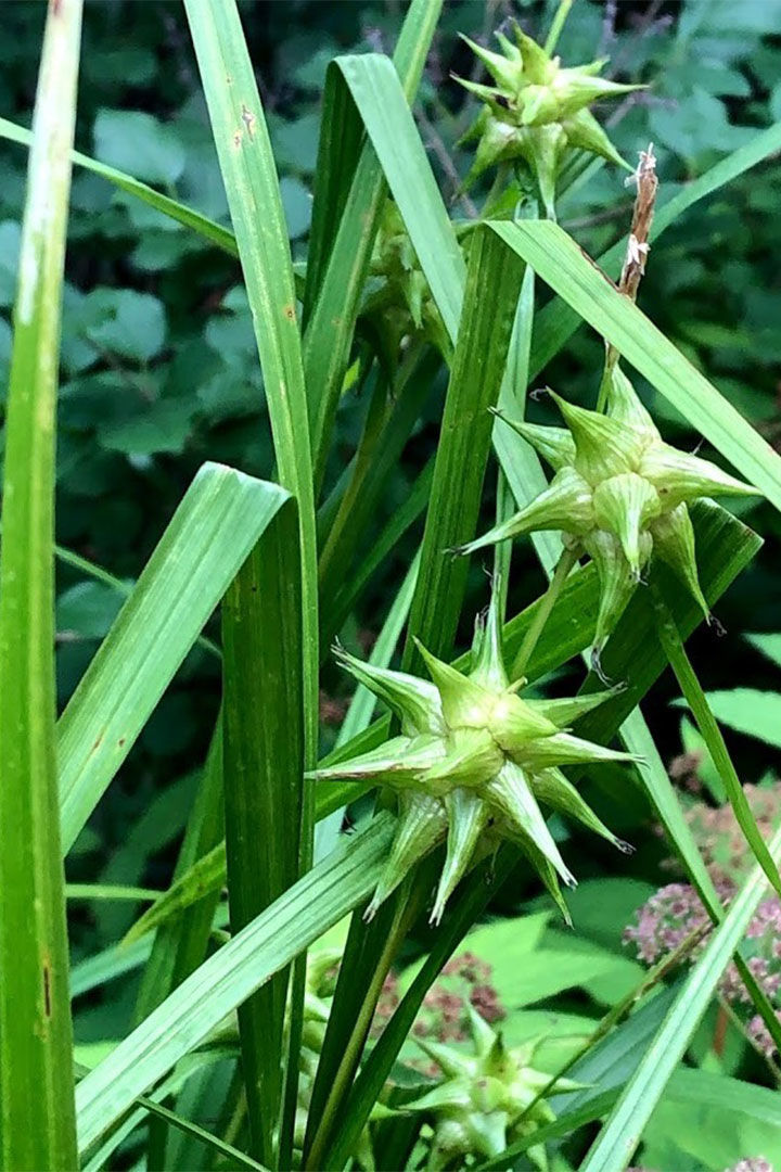 Sedgegrass Cyperaceae