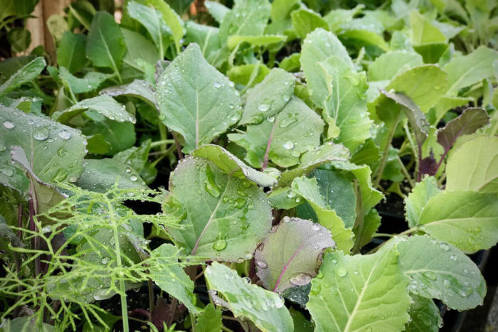 Planting the Perfect Fall and Winter Veggie Garden - Fine Gardening