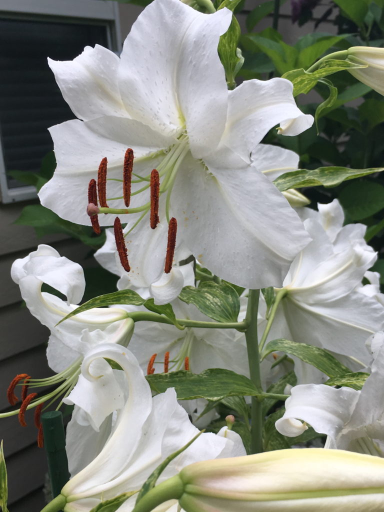 The Flowers of August Fine Gardening