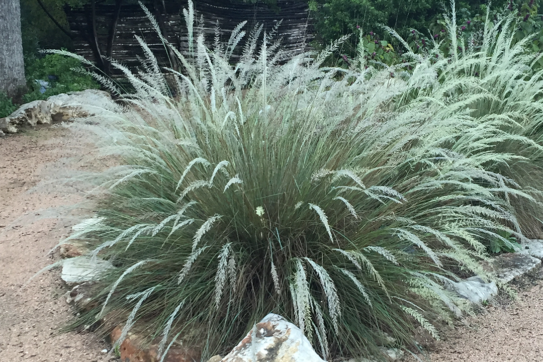 Muhlenbergia sericea (Sweetgrass or Dune Hairgrass) SKU-MUHSER