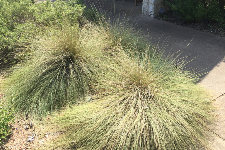 Magnificent Muhly Grasses - Fine Gardening