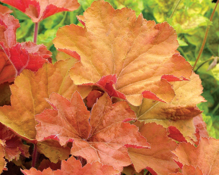 Caramel Coral Bells