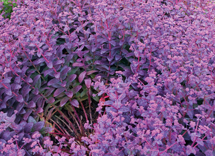 Purple Emperor Sedum