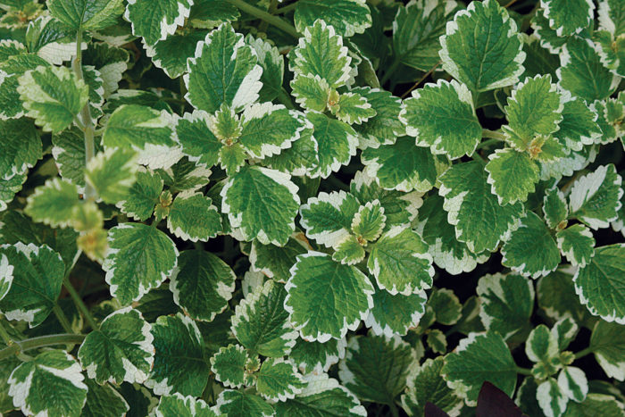 Variegated Mintleaf