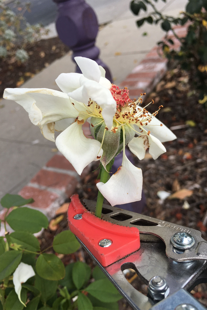 pruning roses