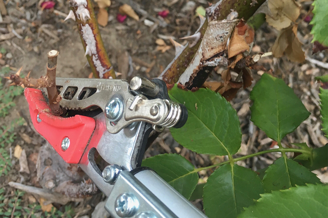 Pruning roses at a 45° angle