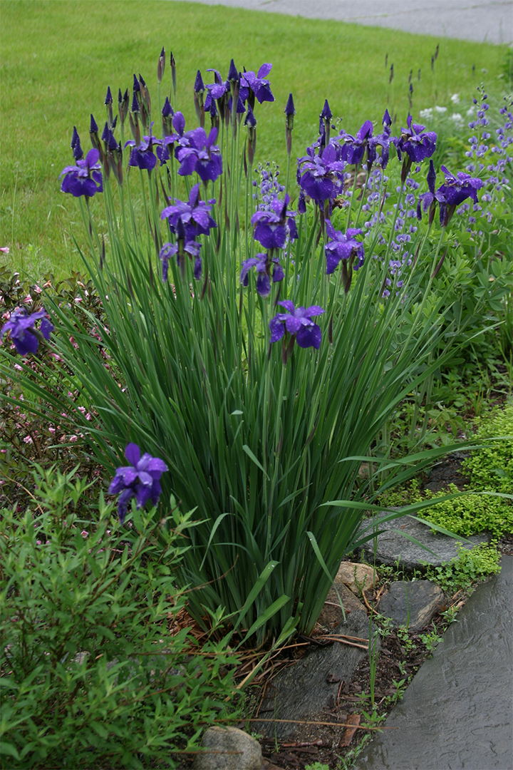 ‘Caesar’s Brother’ Siberian iris