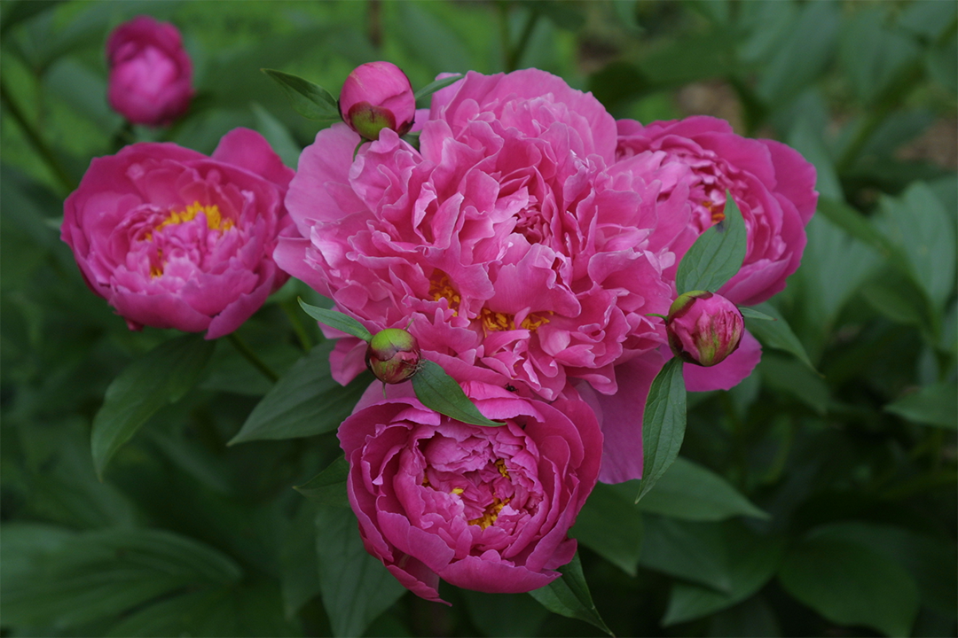 ‘Better Times’ peony