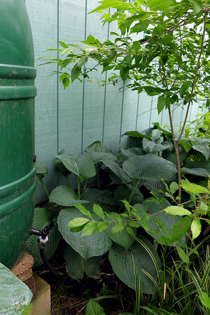 Rainwater collection barrels