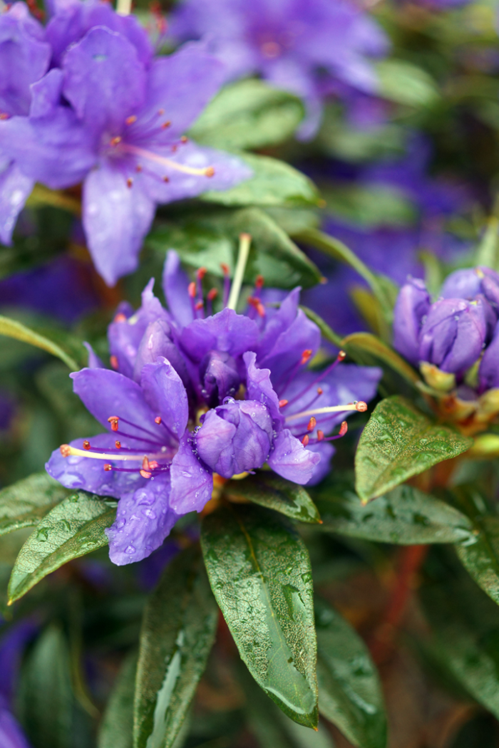 ‘Starry Night’ rhododendron