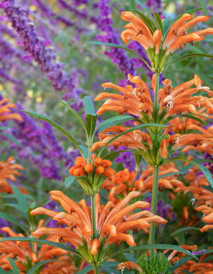 orange lion’s ear and salvia