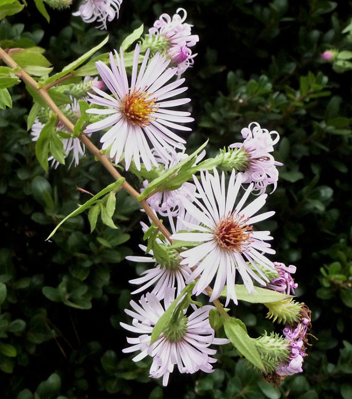 Climbing aster