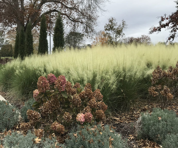 ‘White Cloud’ muhly grass