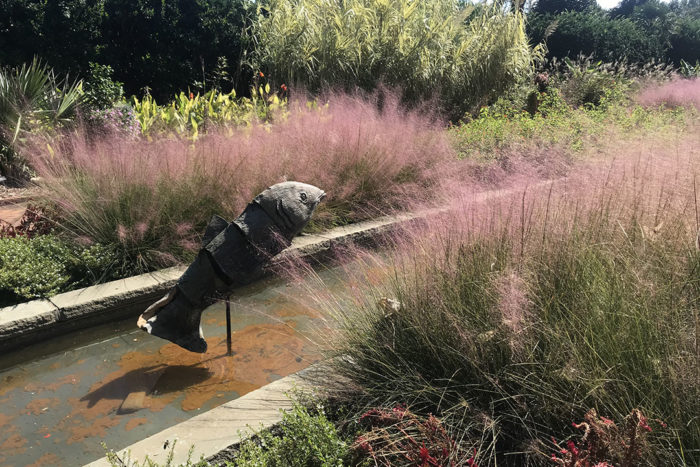 pink muhly grass