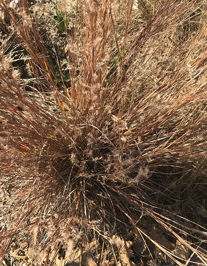 Little bluestem