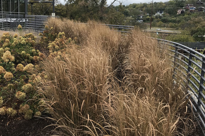 ‘Northwind’ switchgrass