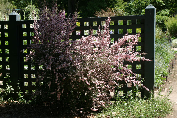 ‘Appleblossom’ tea tree