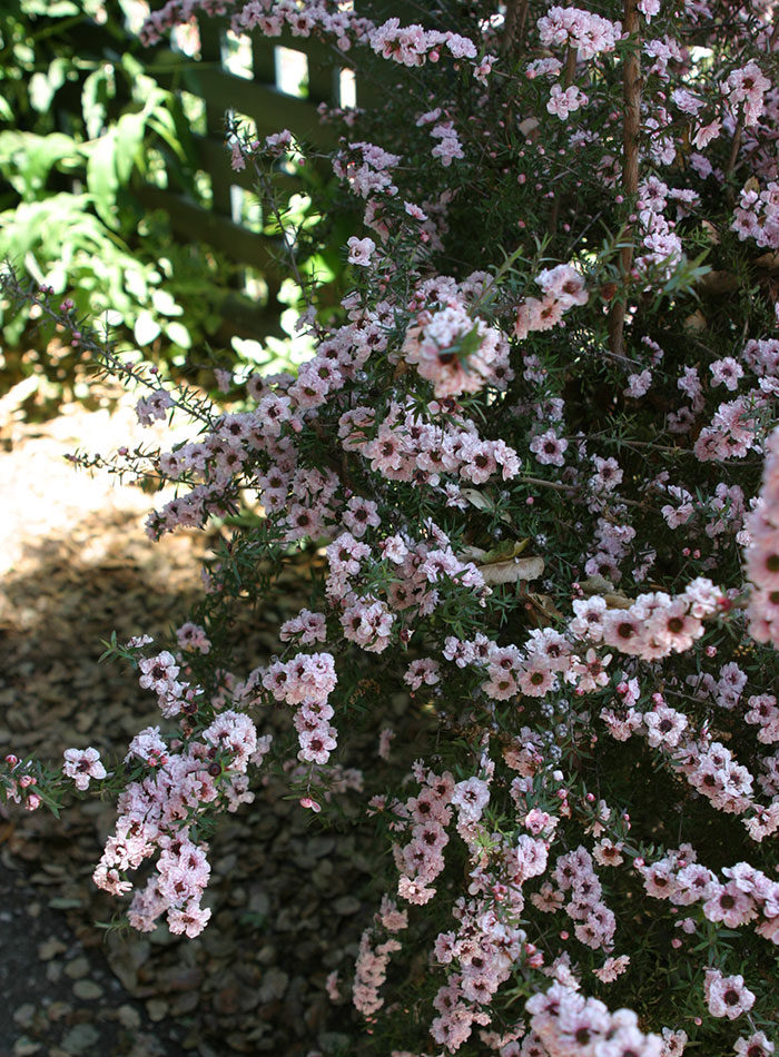 ‘Appleblossom’ tea tree