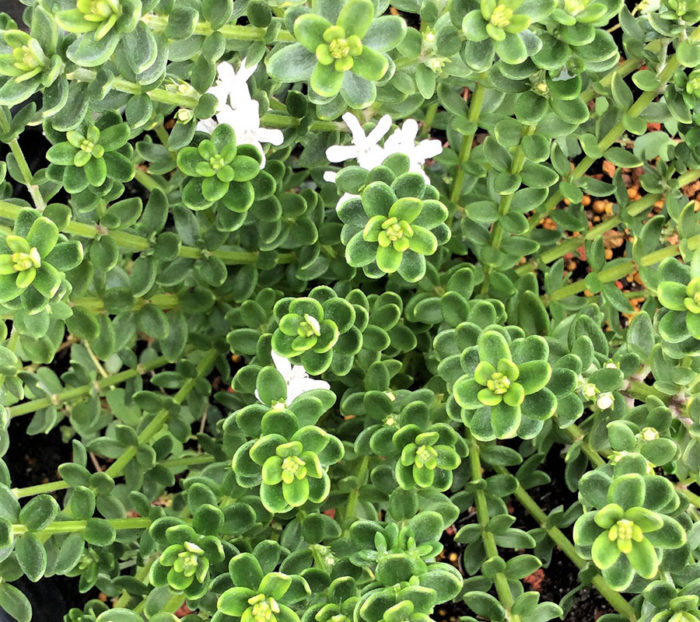 Grey Box™ dwarf coast rosemary