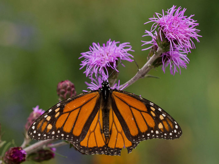 monarch butterfly on a blue mistflower