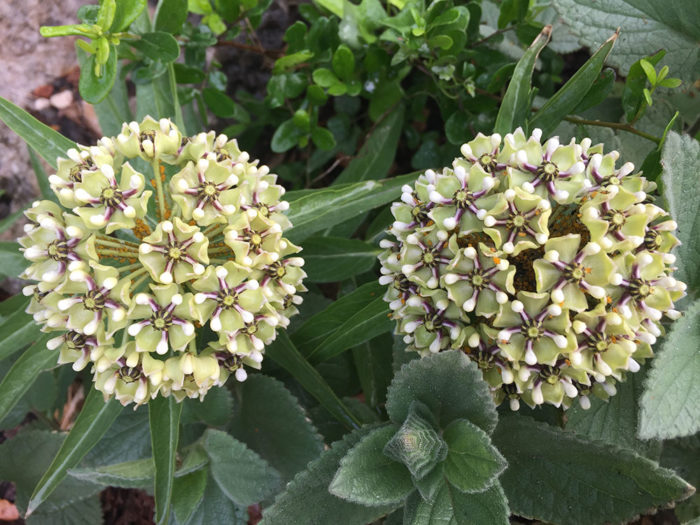 Antelope-horn milkweed