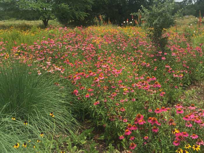 purple coneflowers and gloriosa daisies