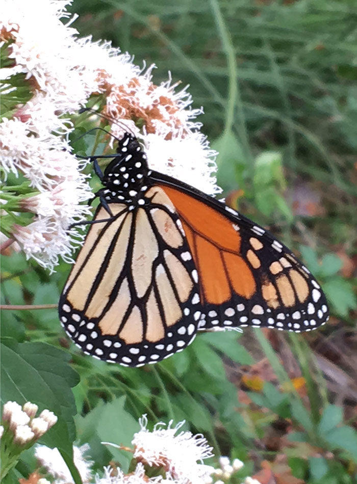 monarch butterfly on shrubby boneset