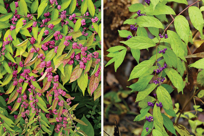 'Issai’ Asian beautyberry and ‘Early Amethyst’ Asian beautyberry