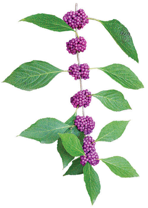 American beautyberry