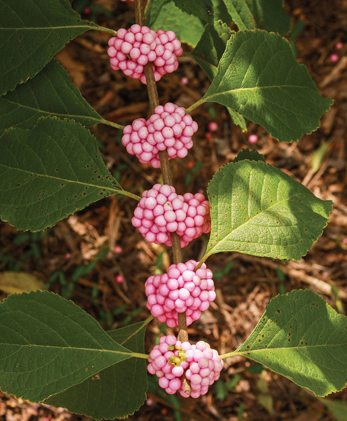 ‘Welch’s Pink’ American beautyberry