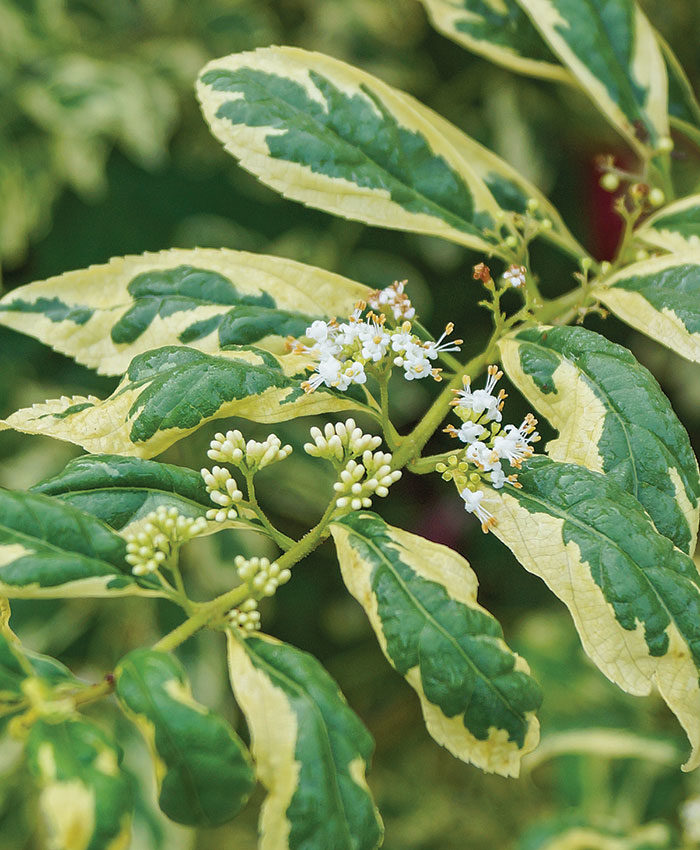 ‘Duet’ Asian beautyberry