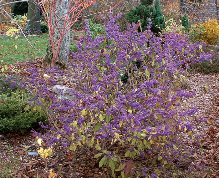 ‘Heavy Berry’ Japanese beautyberry