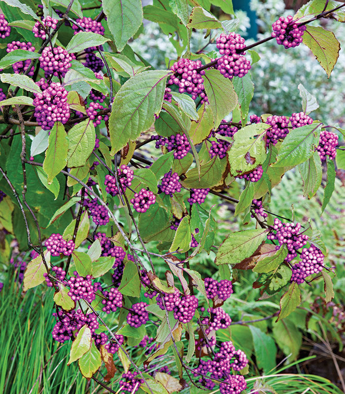 ‘Profusion’ Bodinier beautyberry