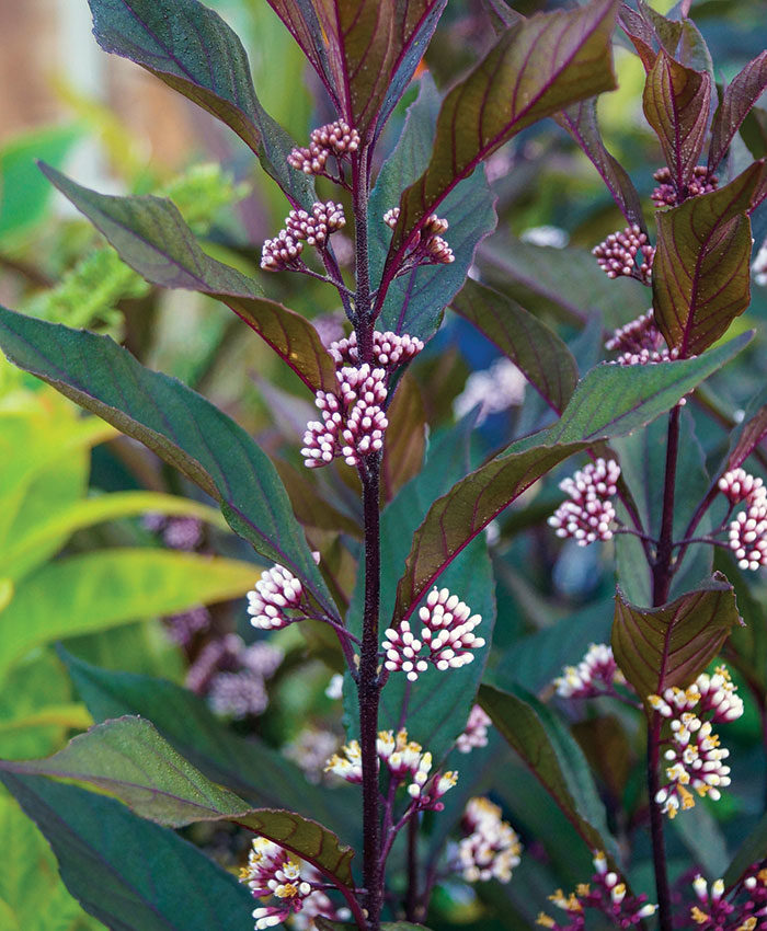 Pearl Glam™ beautyberry