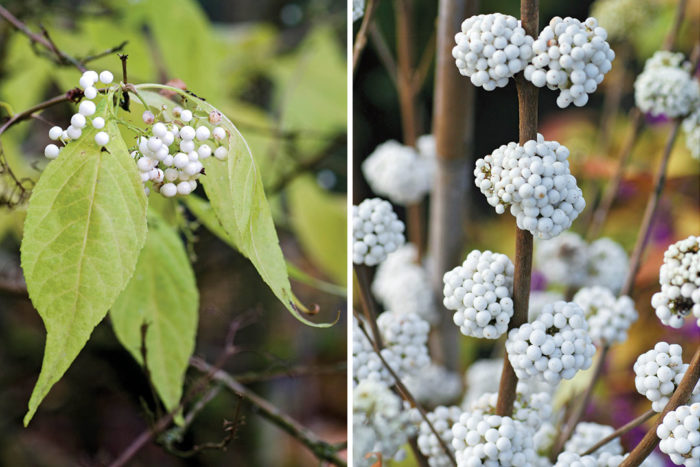 White fruited beautyberry and The Plump and Plentiful™ Snow Star