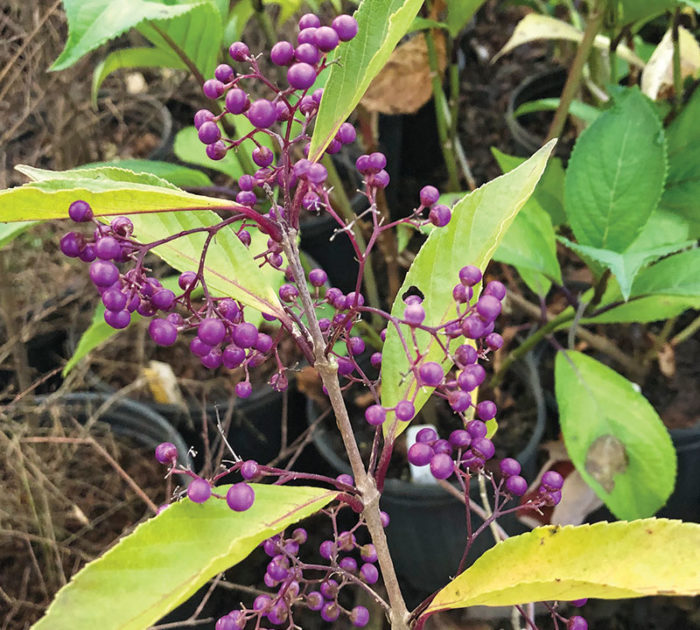 Willowleaf beautyberry