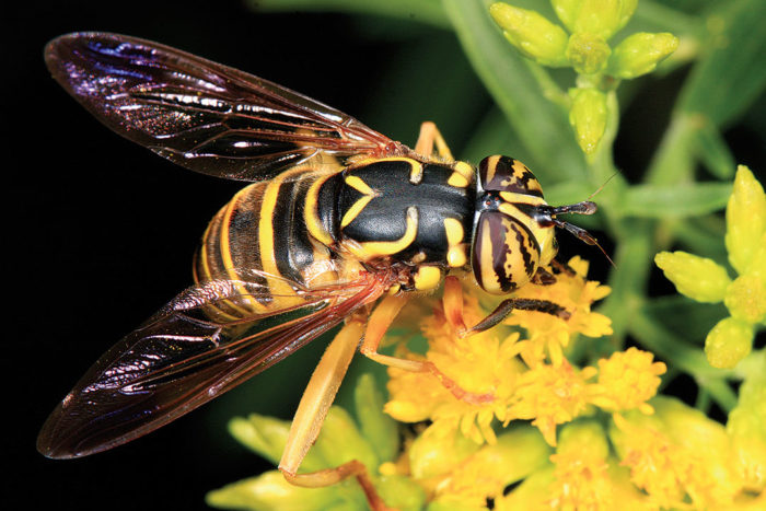 syrphid fly