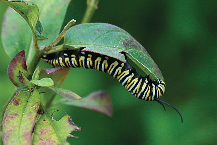 monarch butterfly larvae