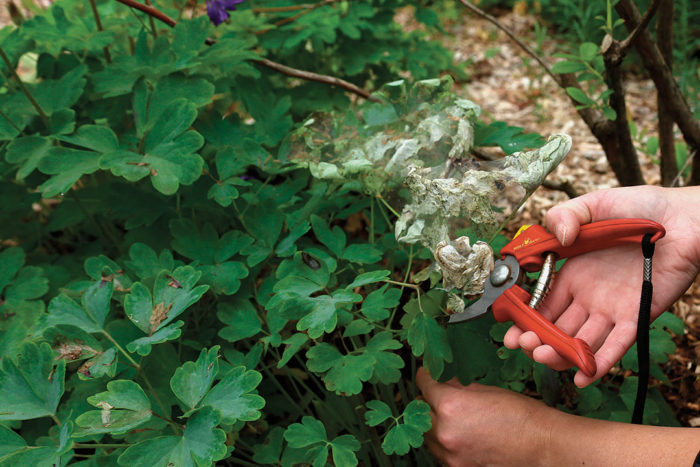 pruning out a branch or leaf infested with insects