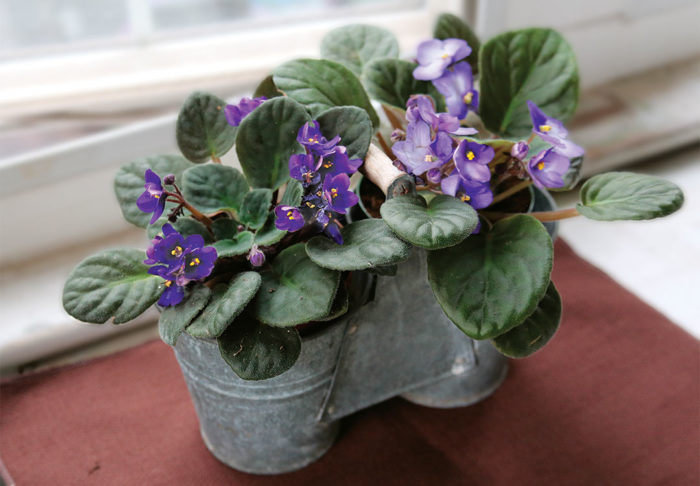 african violet care indoors