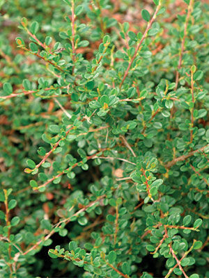 ‘Streib's Findling’ Bearberry Cotoneaster