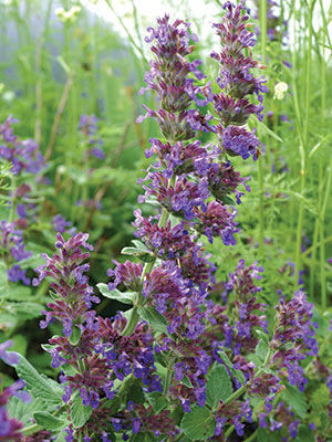 ‘Purple Haze’ Catmint