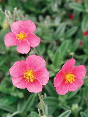 ‘Belgravia Rose’ Sun Rose