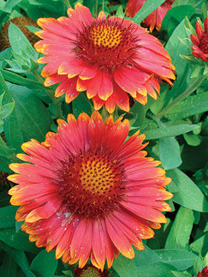 ‘Arizona Red Shades’ Blanket Flower