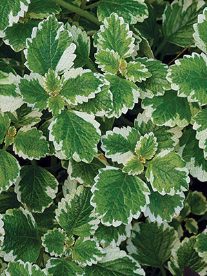 Variegated Mintleaf