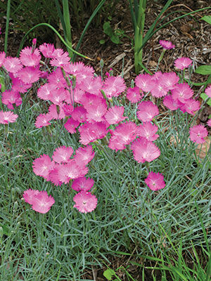 Firewitch Dianthus