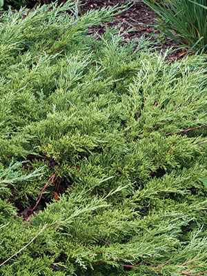 Calgary Carpet® Juniper