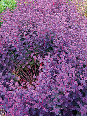 ‘Purple Emperor’ Sedum